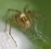 Oxyopes sp.